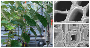 Poplar stems (left) respond to bending stress by producing tension wood. Electron micrographs from a comprehensive BESC study reveal how tension wood (bottom right) develops a secondary cell wall layer, in contrast to normal wood (top right). (Image courtesy of ORNL)