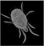 SEM image of the two-spotted spider mite T. urticae.  (Image by StephaneRombauts and WannesDermauw, Ghent University, Belgium)