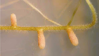 Sinorhizobiumnodules in alfalfa roots.   (Image from A. Becker & E.G. Biondi, University of Florence)