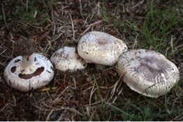 Button mushrooms (A. bisporus) are the world's most cultivated mushrooms.  (Fred Stevens, MykoWeb.com)