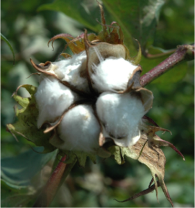 Dozens of cellulose coils make up the fiber strands in this cotton boll.  (Kathleen Phillips, Texas A&M AgriLifeResearch)