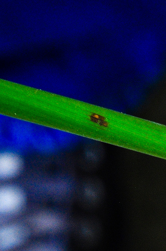Brown spot caused by a Cochliobolusfungal plant pathogen.  Creative Commons Attribution-Noncommercial-Share Alike 2.0 Generic License by  IRRI Images 
