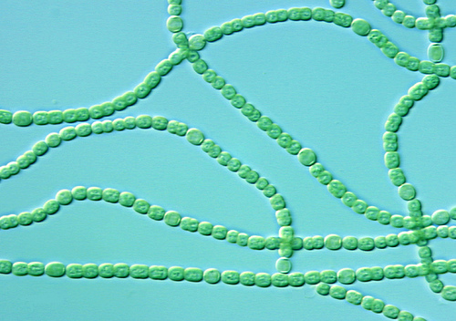 Chains of cyanobacteria. (Image courtesy of James Golden, UC San Diego) Creative Commons Attribution-Noncommercial-Share Alike 2.0 Generic License by Argonne National Laboratory 