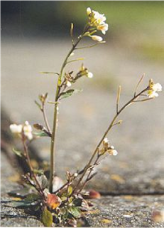 Unlike its relative A. thaliana, (above) saltwater cressthrives  in the presence of high salt levels. (Wikimedia Commons)