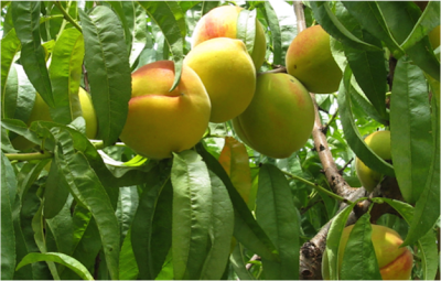 This Lovell peach tree at Clemson University provided the DNA used to determine the peach genome. (Image courtesy of Clemson University)