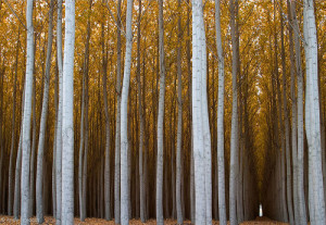 poplar-trees