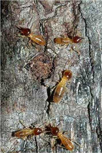 The comparative analysis used termites of the genus Nasutitermes(above) and Amitermes. (Image courtesy of DOE JGI)