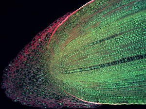 Longitudinal section of a root tip of Maize (Zeamays). To the left of the image,  the large, loosely packed cells of the root cap can be seen. These cells protect the actively dividing undifferentiated plant tissue as the root grows down through the soil.  Creative Commons Attribution-Noncommercial-Share Alike 2.0 Generic License by Science and Plants for Schools 
