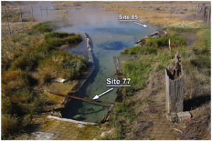 Cellulolytic communities were incubated in sediments at Great Boiling Spring, Nevada. A metagenomeisolate from one site was used to generate an OP9 genome.  (Image from Peacock JP et al, PLoS ONE.doi:10.1371/journal.pone.0059927)