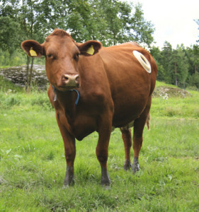 cow-rumen-jonas