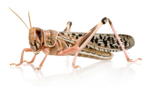 Desert locust - Schistocerca gregaria