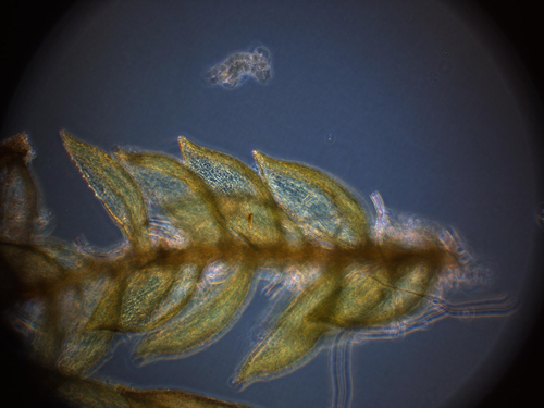 Photo: The boreal moss (Hylocomium splendens). Credit Jeroen Gillard from JCVI