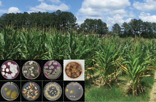 Photo: Endophytes, shown here, are microbes that can live within plants (such as these maize plants), without causing immediately apparent symptoms. Credit: Alice Churchill