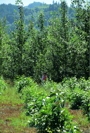 Photo: Four-year-old poplar trees grown in the field that will be used for sampling. Credit: Jay Chen