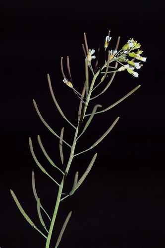  A. thaliana, also known as thale cress, provides insight to the regulatory mechanisms in plant DNA.