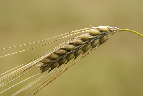 Cultivated barley is the fourth most abundant crop in the world and a model for plant genetics research.