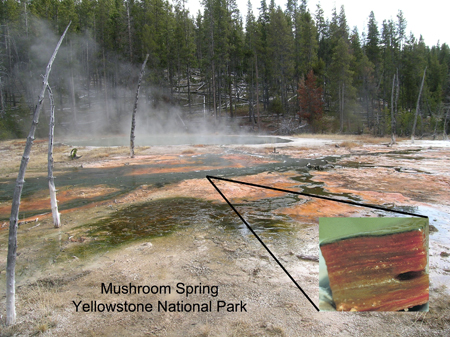 Photo: Mushroom Spring microbial mats at Yellowstone (Donald Bryant)