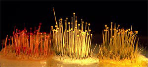 Phycomyces fungi, showing sporangiophores (fruiting bodies) in the wild type and color mutants. Photo by Tamotsu Ootaki.