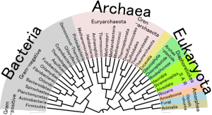 Gene markers that highlight relationships between organisms can also be used to study microbes in their communities. Image via Wikimedia Commons.
