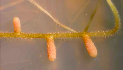 Photo: Sinorhizobium nodules in alfalfa roots, courtesy of A. Becker & E.G. Biondi, University of Florence