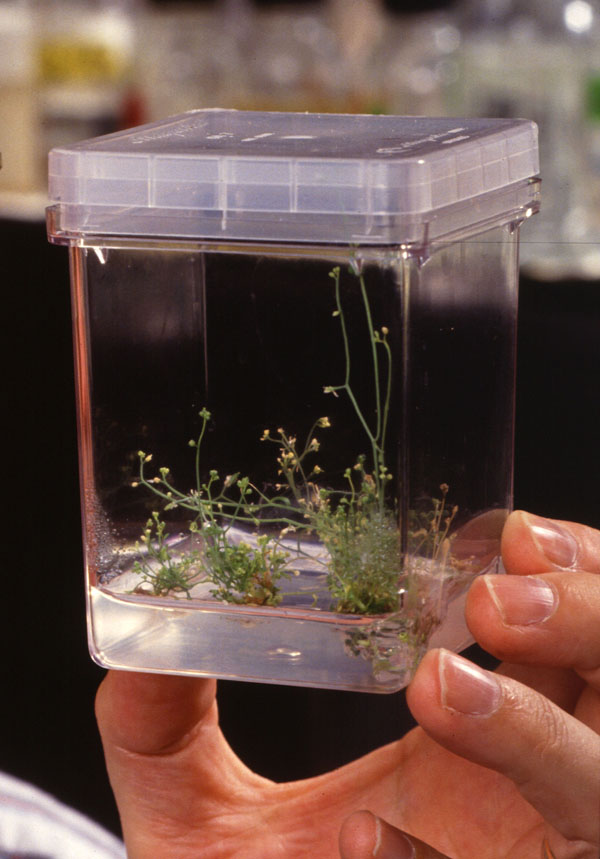 Arabidopsis thaliana (Keith Weller/USDA)