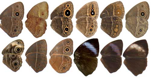 Examples of Bicyclus wings illustrating the diversity of eyespot patterning. Top row, Bicyclus anynana; bottom row, related species.