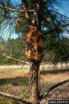Photo: Sporulating gall on pine, USDA Forest Service - Region 8 Archive, USDA Forest Service, Bugwood.org
