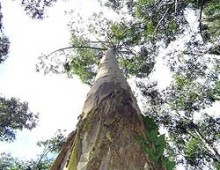 eucalyptus tree sequenced by the DOE JGI