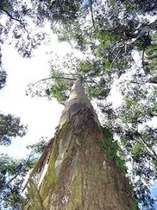 eucalyptus tree sequenced by the DOE JGI