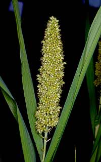 Maturing head of foxtail millet. Photo courtesy Andrew Doust, Univ. of Florida