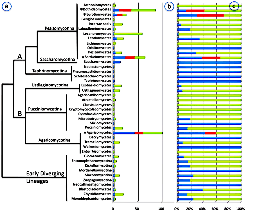 Family level sampling of fungal genomes across the Fungal Tree of Life. a) phylogenetic tree of current classification. b) bar graphs of absolute number of families represented in genomic sampling by class or subphylum. c) bar graphs of percentage of families represented in genomic sampling by class or subphylum. Blue = completed or in progress, Red = proposed for Tier One sampling, Green = remaining unsampled families. A=Ascomycota, B=Basidiomycota. *The four classes represent the most phylogenetically diverse classes of nonlichenized fungi will be Tier One targets for sequencing.