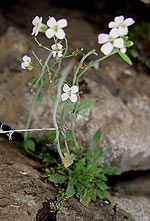Arabidopsis lyrata growing in its natural habitat (photo courtesy Outi Savolainen)