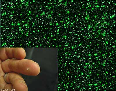The tiny cube on the finger (inset) measures 1 mm on each side, a volume of one microliter. Background demonstrates the very large number of microorganisms in one microliter of seawater. The microbes have been captured on a filter, stained with a green fluorescent DNA stain, and visualized in an epifluorescence microscope. The larger green dots (numbering about 1000) are bacteria, and the much smaller dots (about 10,000) are viruses. (Courtesy Grieg Steward.)