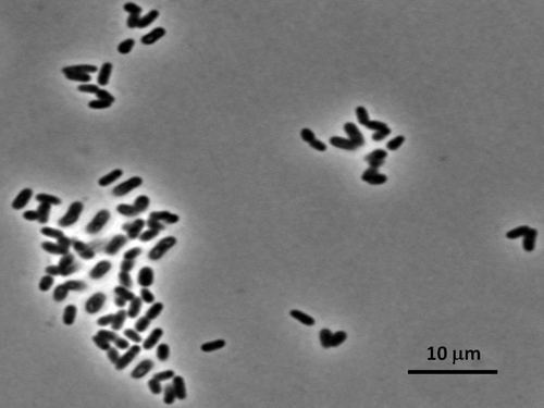 Photo: Phase-contrast light microscope image of NBB4 cells, showing short rods arranged in clumps and V-shapes. Image by Nga Le