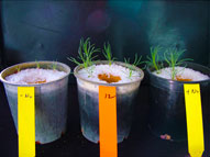 Image: Nitrogen fixation by burkholderia on lebeckia ambigua (centre pot), John Howieson and Wayne Reeve.