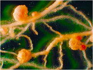 Image: Nodules induced by burkholderia on Lebeckia ambigua, John Howieson and Wayne Reeve.