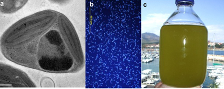 Photo:by Moreau lab, CNRS a. TEM picture of Ostreococcus tauri (ML Escande, Oceanological Observatory of Banyuls, France); b. DAPI staining of O. tauri cells; c. 2 Liter culture of O. tauri isolated from the bay of Banyuls seen in the background.