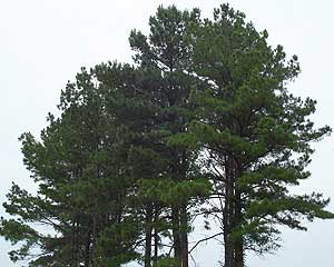 Loblolly pines, photo courtesy Benjamin D. Bartlett
