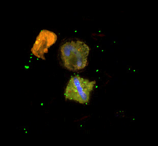 Photo: Confocal image of field populations of RCA cluster bacteria (identical 16S sequence as strain LE17) collected during a bloom of the dinoflagellate Lyngulodinium polyedrum (red = chlorophyll autofluorescence of the dinoflagellates; blue = DNA from the dinoflagellate, green = RCA cluster specific CARD-FISH probe). Strain LE17 attaches to and kills the dinoflagellate cells in culture. Image by Xavier Mayali, LLNL