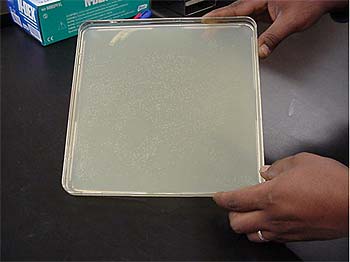 An agar plate with many transformed colonies.