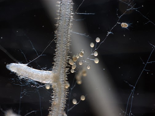 Spores and hyphae (root-like extensions) of an AMF, R. irregularis, grown among carrot hairy roots. Photo by Guillaume Bécard (University of Toulouse).