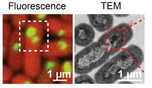A comparison between fluorescence and transmission electron microscopy (TEM) images that were converted to a “movie.” . After "turning on" the critical genes, the cyanobacteria began to construct carboxysomes out of fluorescent-tagged materials. Image credit: Jeffrey Cameron and Cheryl Kerfeld.