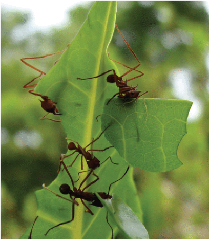  The June 2013 cover of Appl. Environ. Microbiol. featured Atta colombica leaf-cutter ants harvesting leaves for their gardens. (Image by Jarrod Scott reprinted from Suen et al., PLoS Genet.7:e1002007, doi:10.1371/journal.pgen.1002007, under Creative Commons Attribution License CC-BY.)
