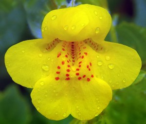 Mimulus guttatus, the yellow monkey flower. Image by James Gaither