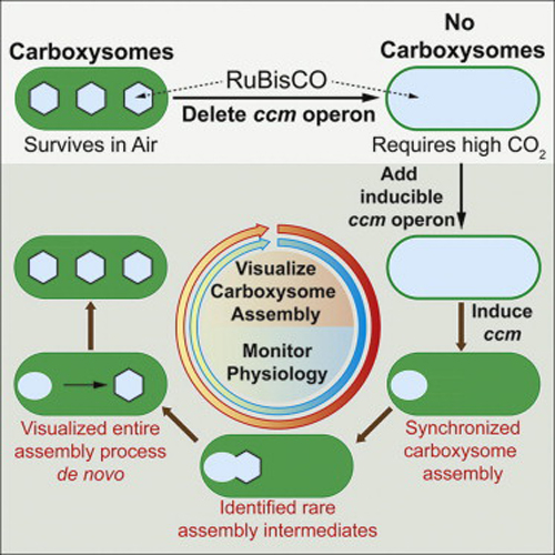 Image: This figure demonstrates the steps researchers took to visualize carboxysome assembly. The critical genes (ccm operon) is deleted, which leads to a generation of cyanobacteria with no carboxysomes. These bacteria require high CO2 levels to survive. When the missing genes were introduced, researchers were able to watch rarely seen intermediate steps of carboxysome assembly. Credit: Elsevier