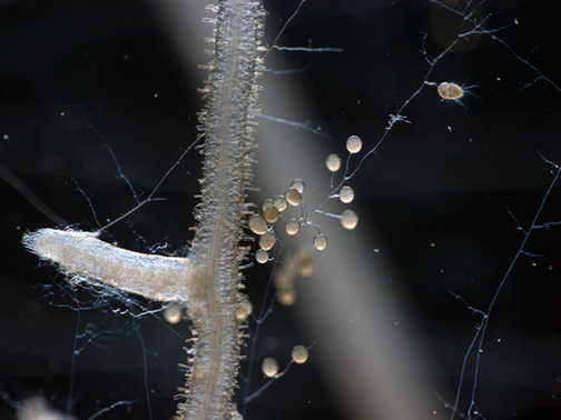 Image: Spores and hyphae (root-like extensions) of an AMF, R. irregularis, grown among carrot hairy roots. Photo by Guillaume Bécard (University of Toulouse).