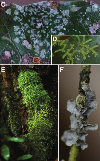 Image: Amborella epiphytes. Amborella’s epiphytes include mosses, liverworts, ferns, and other flowering plants (C to F). Amborella leaves and branches are covered predominantly with lichens ([C] and [F]), leafy liverworts (D), and mosses (E). Photos by Jérôme Munzinger