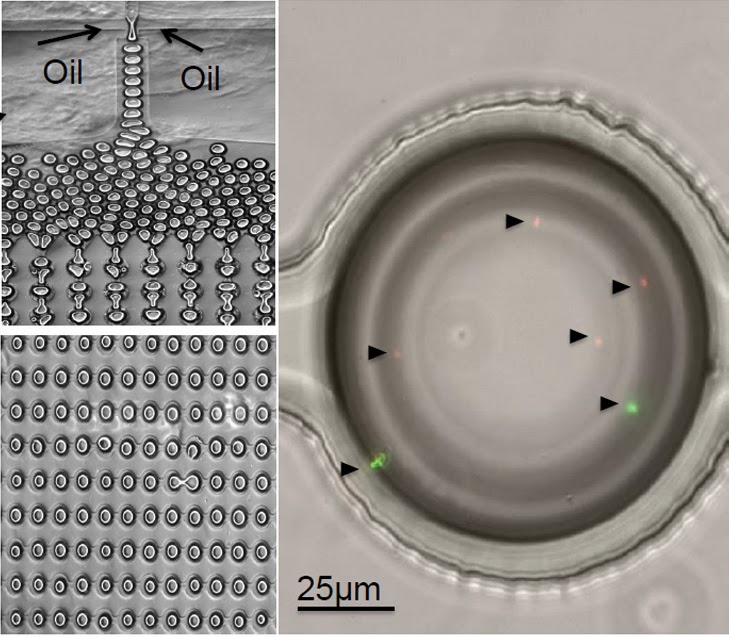 On the left, a graphic demonstrating how droplets of oil move through ScanDrop’s microfluidic chip. On the right, the arrows indicate single bacteria cells inside a droplet of oil. (Image courtesy of N. Hillman)