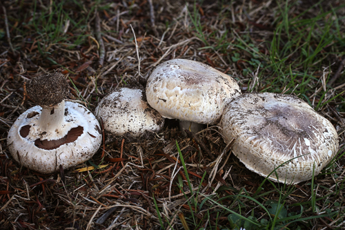 Photo: Button mushrooms (A. bisporus) are the world's most cultivated mushrooms. (Fred Stevens, MykoWeb.com)