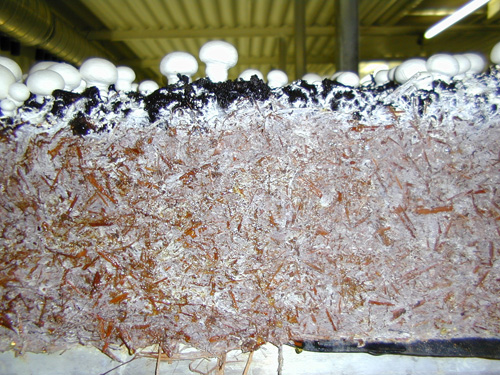 Photo: A cross section of A. bisporus cultivation showing colonized compost and production.  (Anton Sonnenberg, Wageningen University, Netherlands)